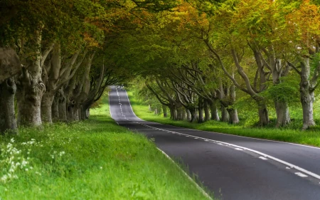Straight road through an avenue of trees